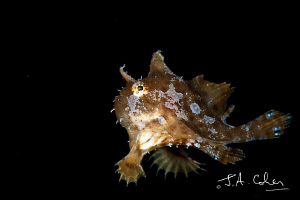 Randall's Frogfish by Julian Cohen 